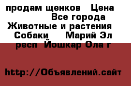 продам щенков › Цена ­ 15 000 - Все города Животные и растения » Собаки   . Марий Эл респ.,Йошкар-Ола г.